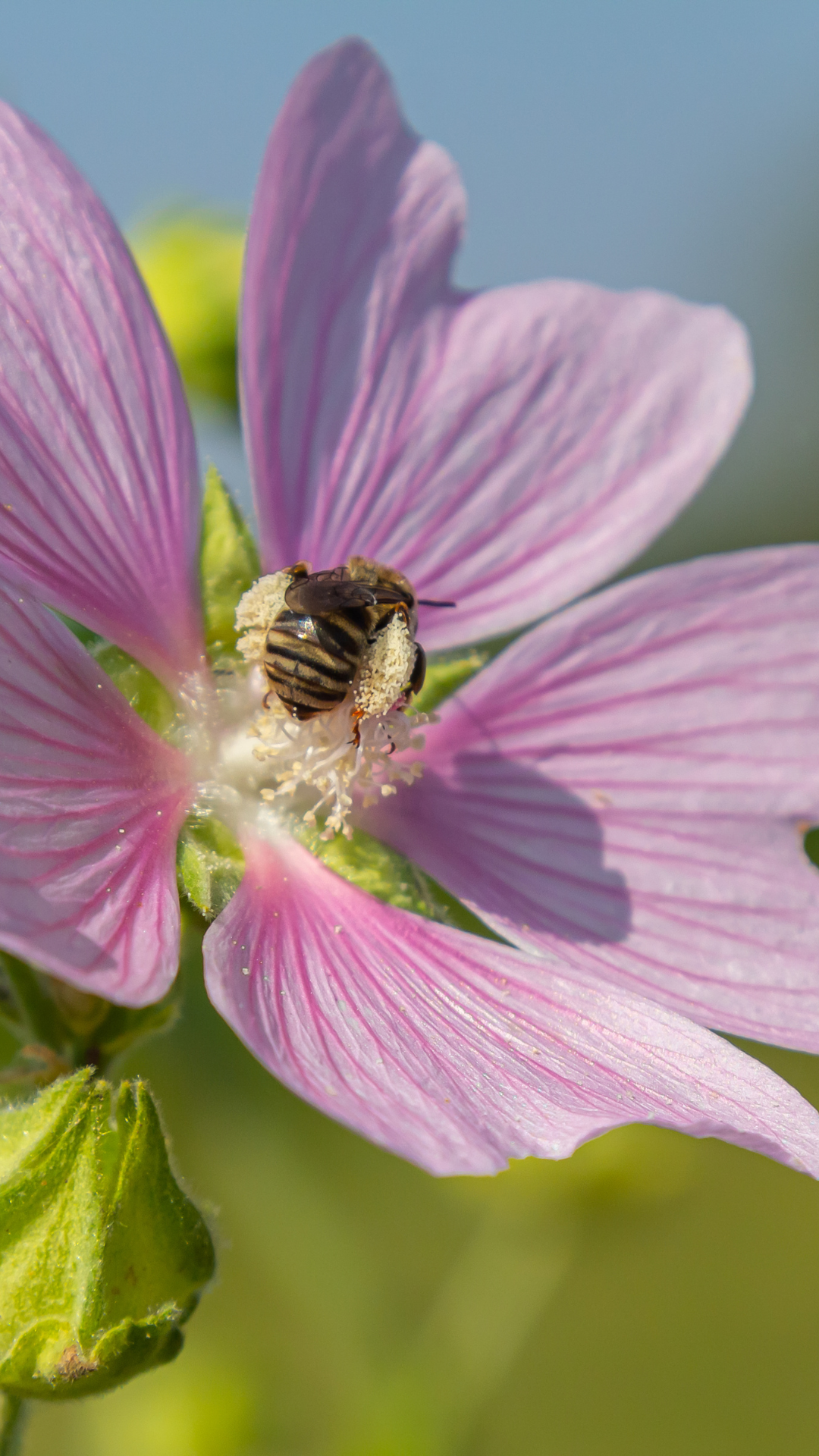Prolicell Malva