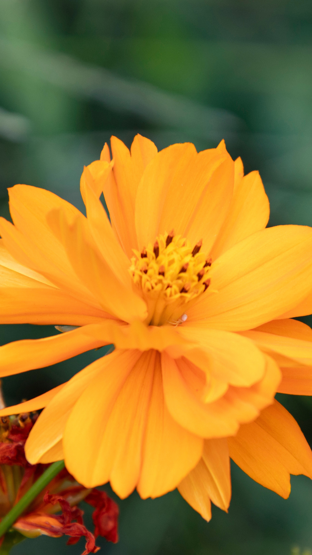 Calendula Extract