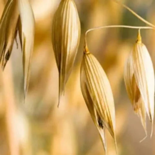 Avena  Sativa (Oat) Extract