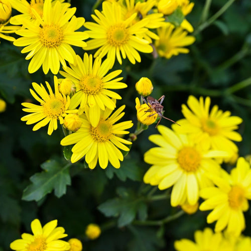 Chrysanthellum  Indicum Extract