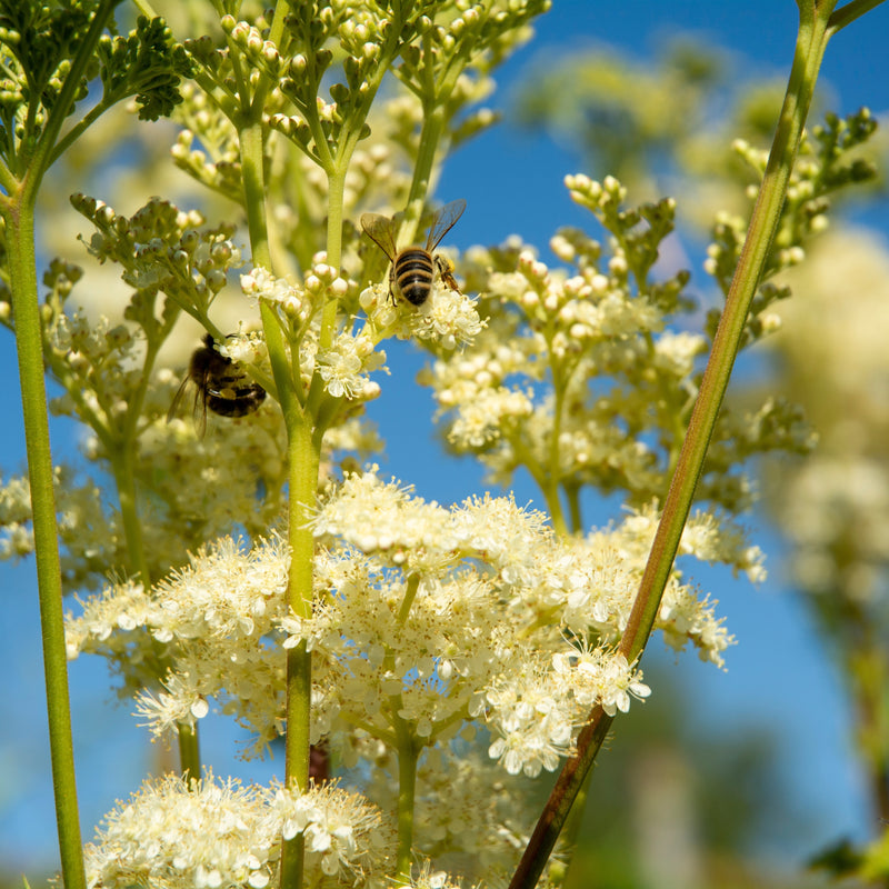 Meadowsweet  Extract