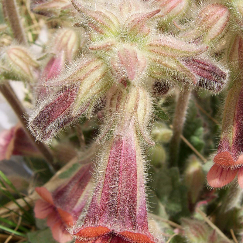 Rehmannia  Chinensis Extract