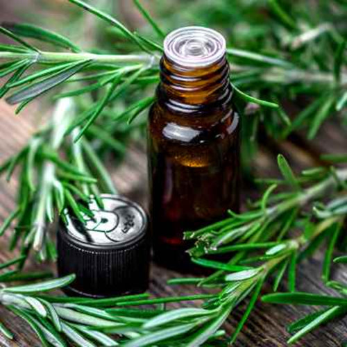 Rosemary  Extract