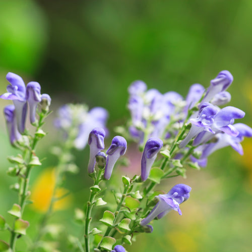 Scutellaria  Baicalensis Root Extract