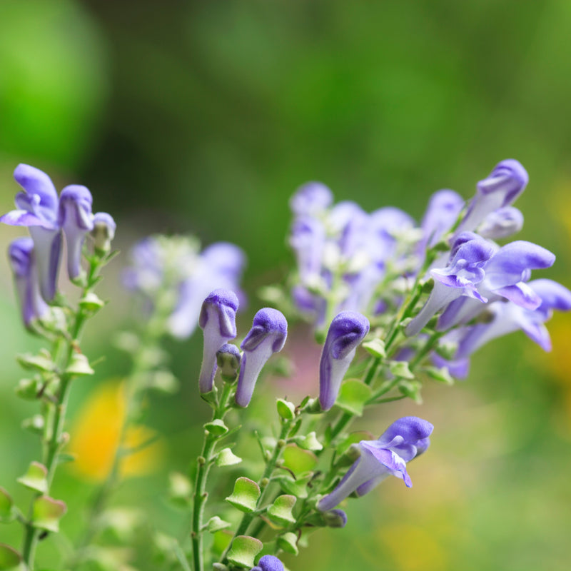 Scutellaria  Baicalensis Root Extract