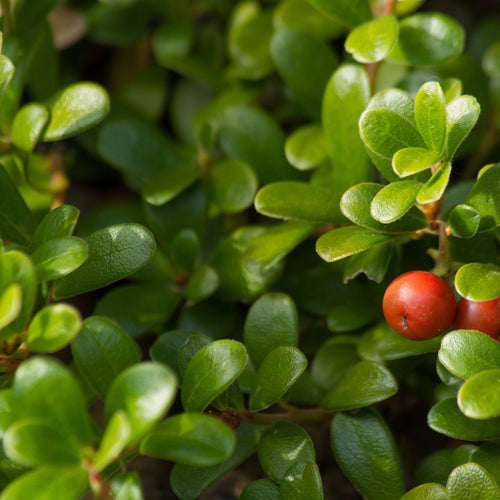 Uva-Ursi  Leaf Extract